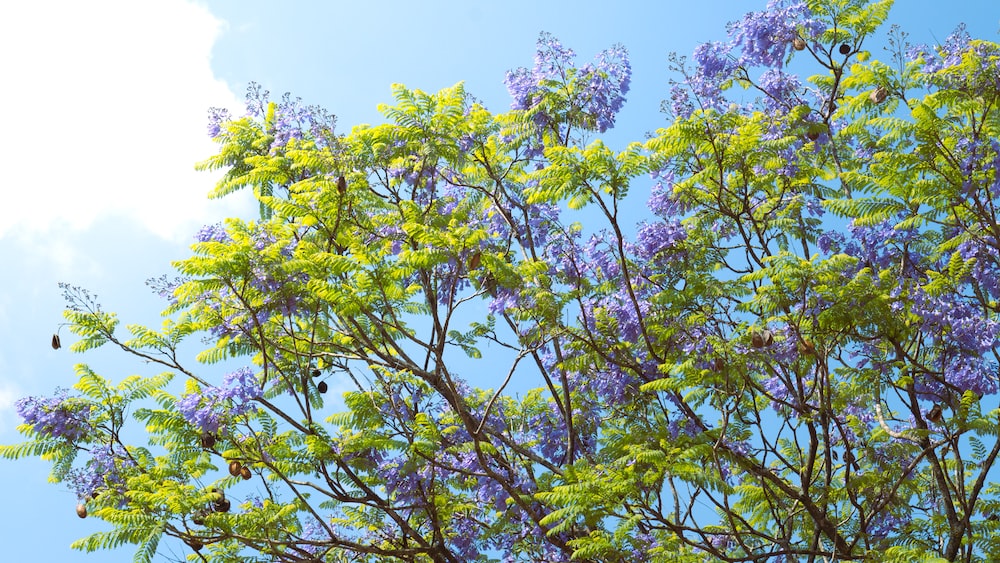 Adaptation in Nature: A Tree with Purple Flowers and Green Leaves