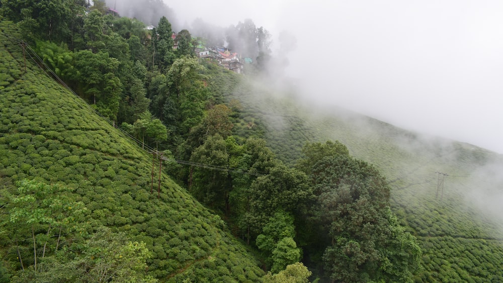Aerial View of Darjeeling Tea Plantation