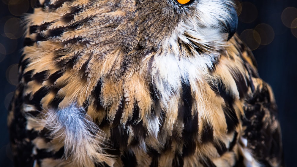 Alertness: Brown Barn Owl