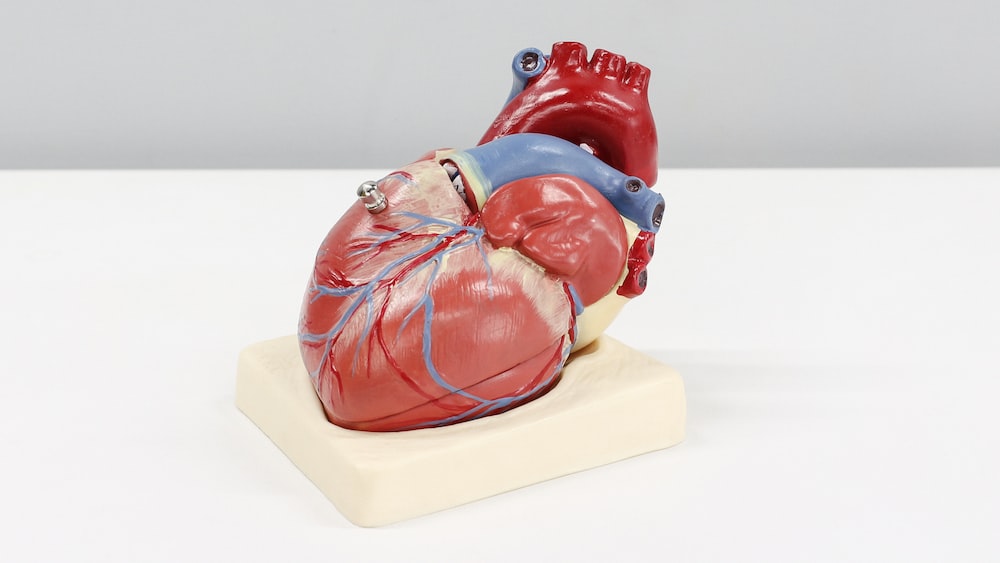 Anatomical Model of a Human Heart for Heart Health