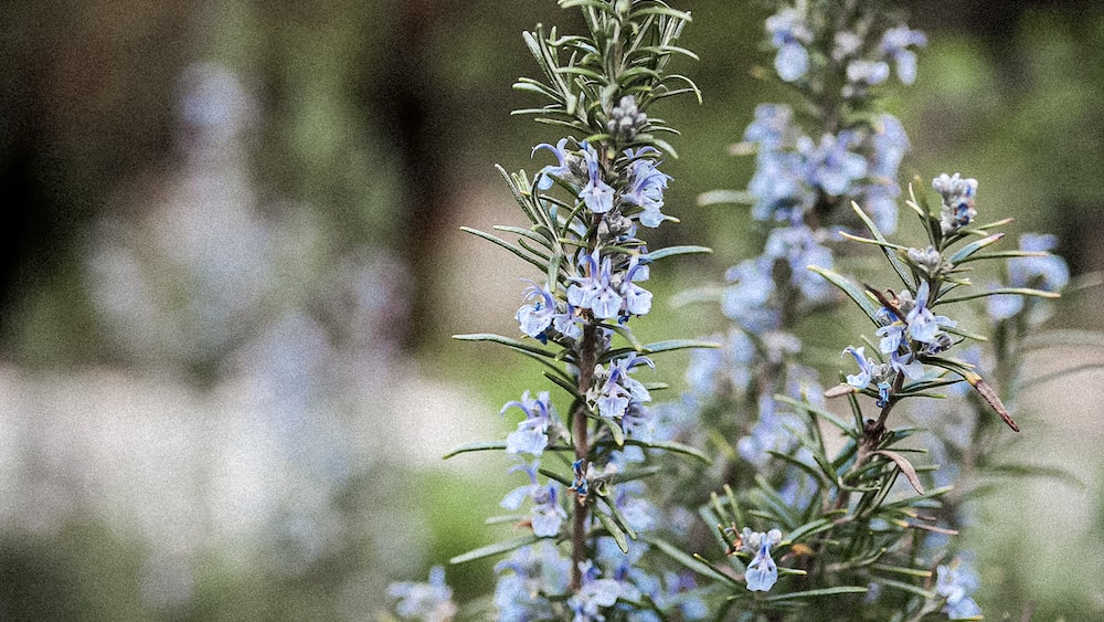 Aromatic Rosemary Herbs: Delightful Scent of Nature