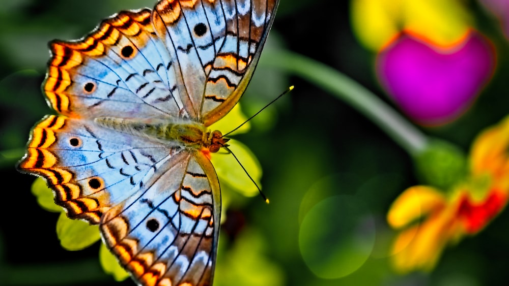 Breathtaking Butterfly Pea Tea Encounter
