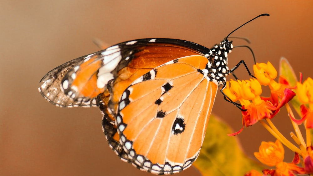 Breathtaking Monarch Butterfly Perched on Vibrant Flower