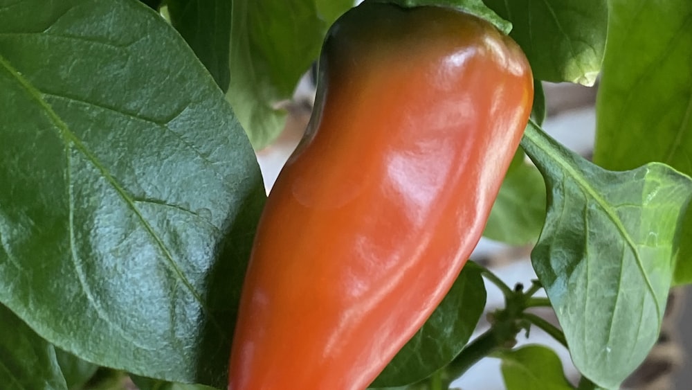 Cayenne Pepper in Close-Up Photography