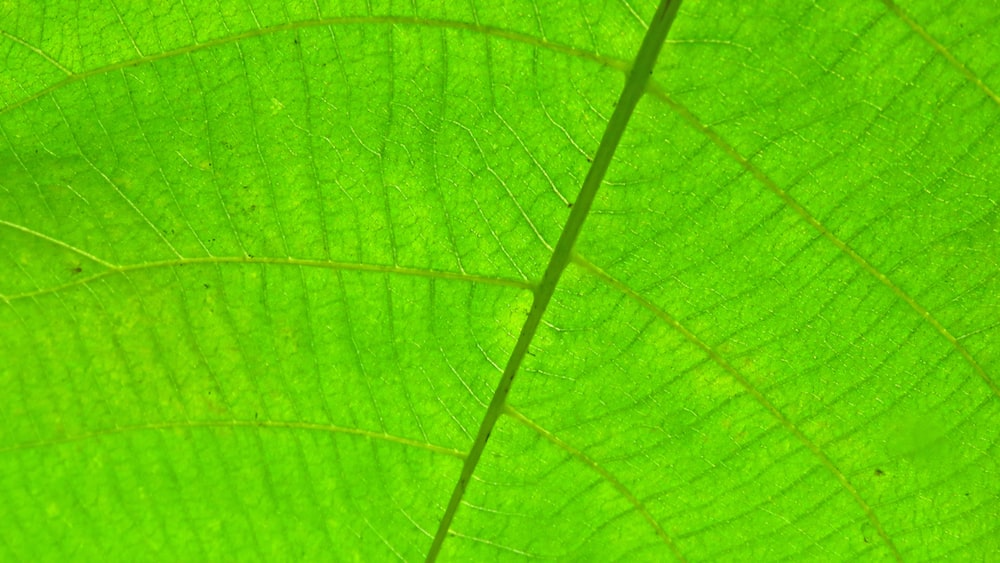 Close-up of Darjeeling Green Tea Leaf Veins