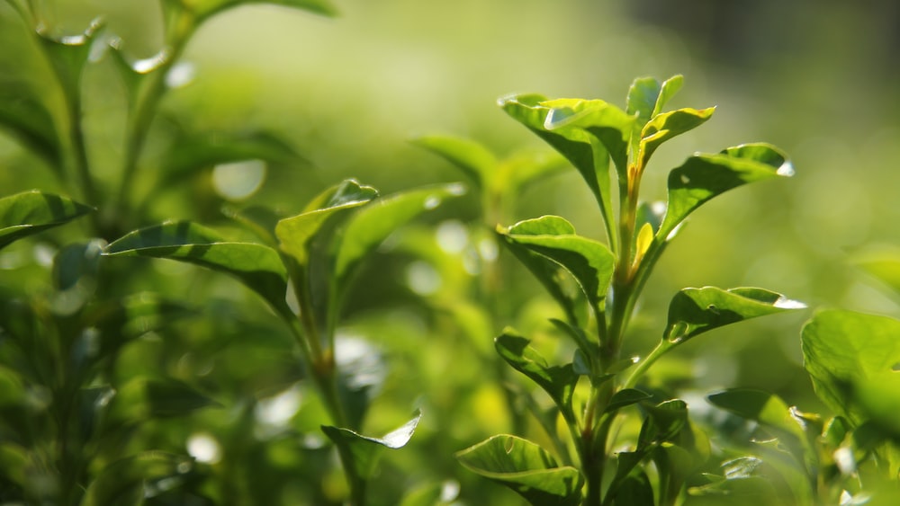 Close-up of a green tea plant
