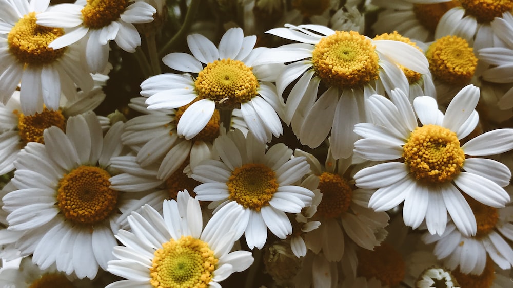 Closeup of Calming Chamomile Flowers