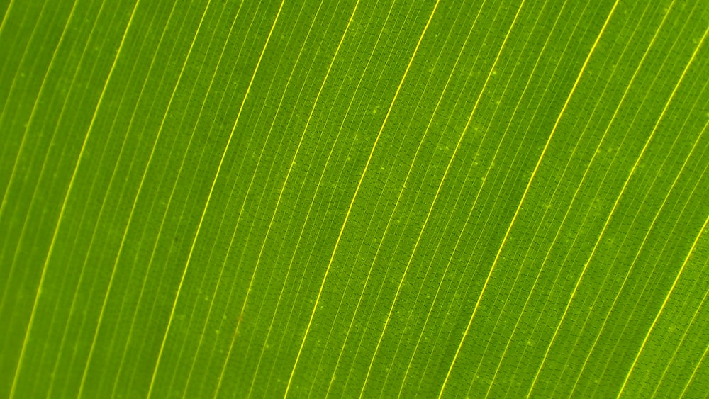 Complexity and Symmetry of Nature: A Close-up View of a Green Leaf