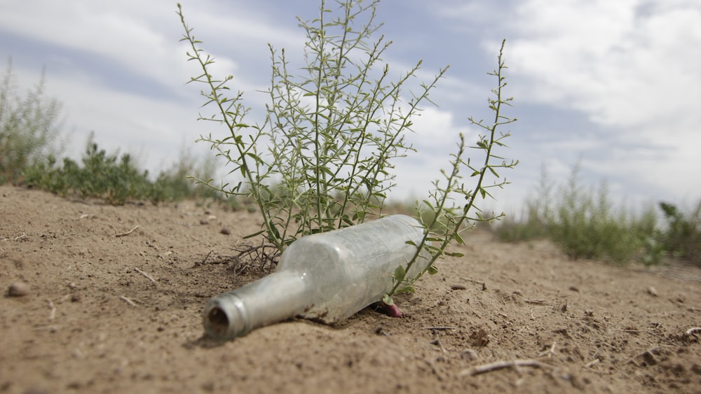 Dehydration visualized: A bottle in the Kyzylkum Desert