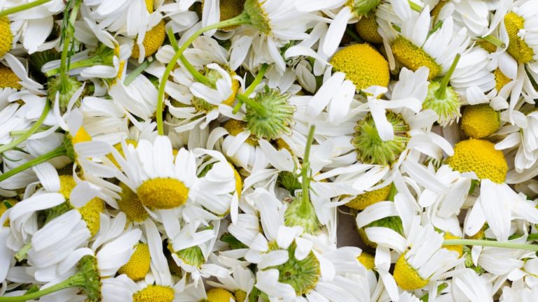 Does Chamomile Tea Have Caffeine? 11 Surprising Facts