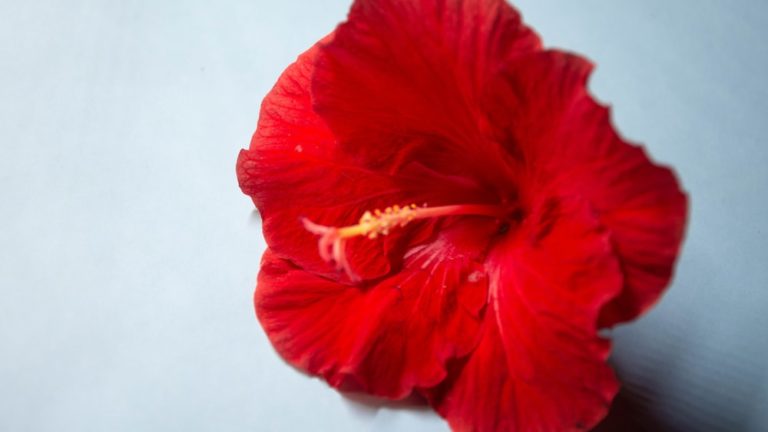 Does Hibiscus Tea Have Caffeine? Exploring The Truth