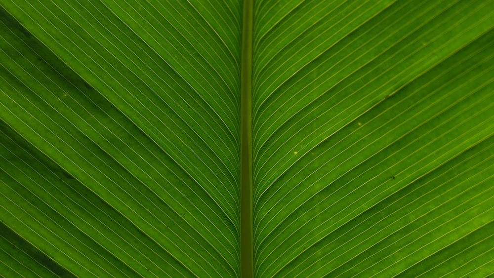 EGCG Compound: Illustration of Green Leaf Texture