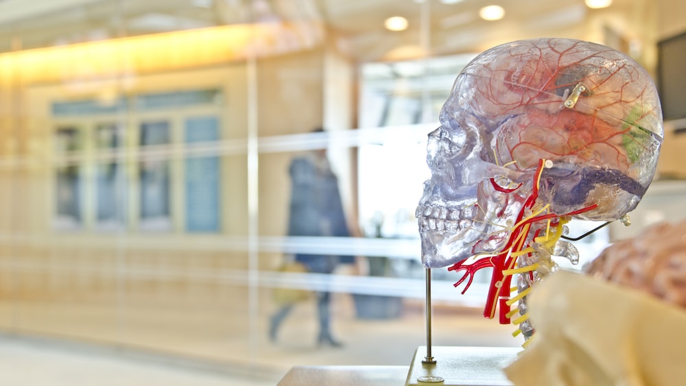Enhancing Brain Health with Green Tea Extract: Transparent Skull Model