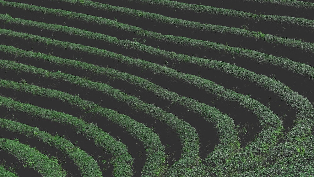 Fermented Tea: Green Garden Layers