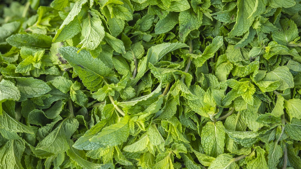 Fresh Peppermint Leaves: A Refreshing Herbal Infusion