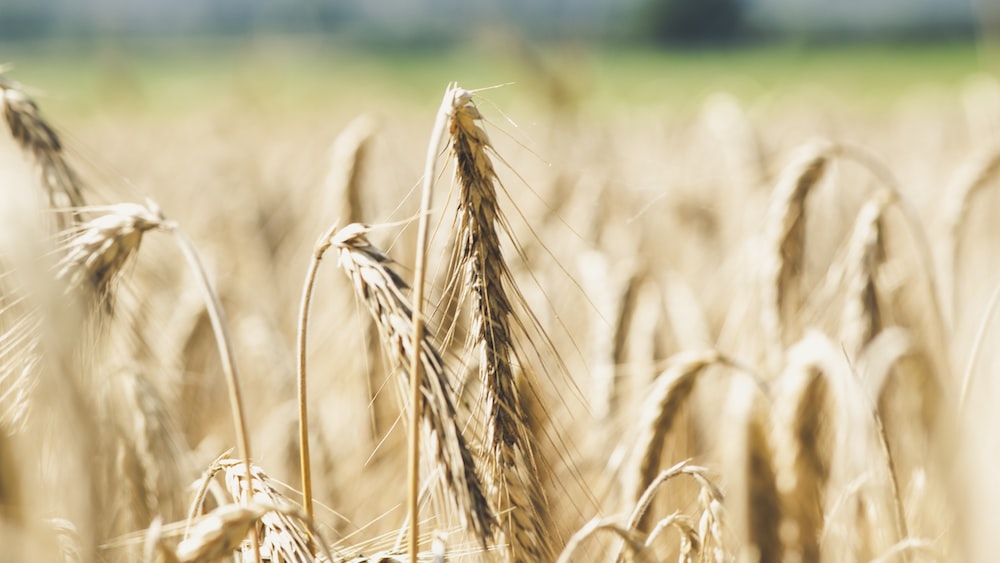 Genetic Influence on Bio Organic Farming: Exploring Wheat Fields in Green Tea Histamine Article