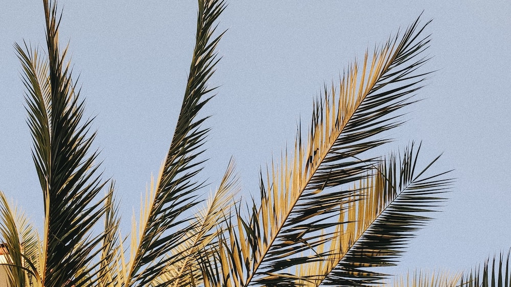 Golden hour palm tree in Side, Turkey