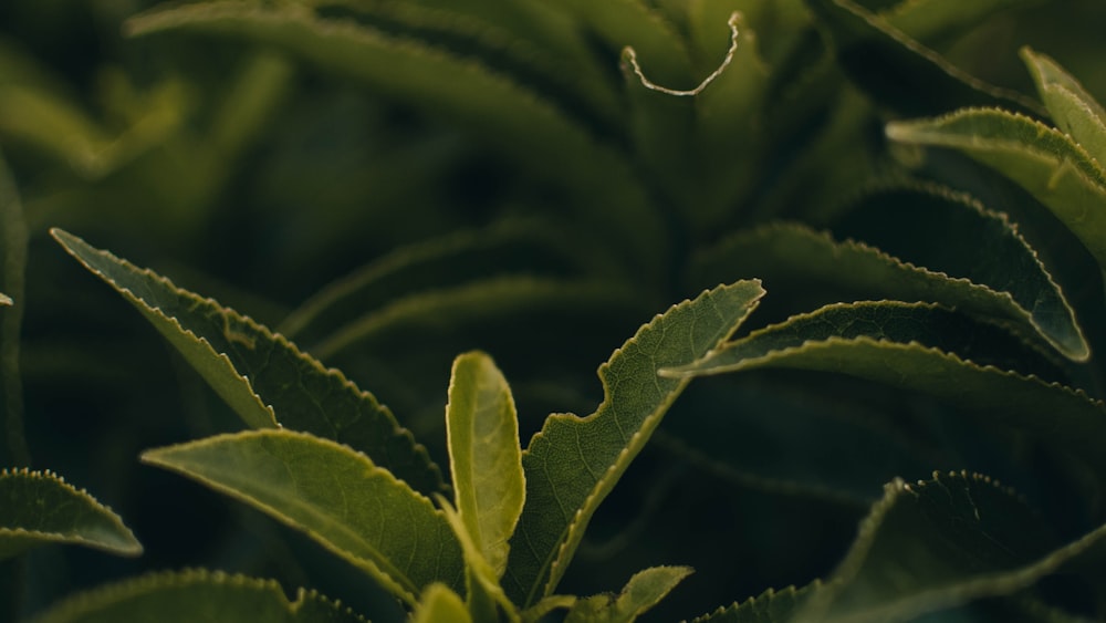 Green Leaf Plant: A Tea Enthusiast's Delight