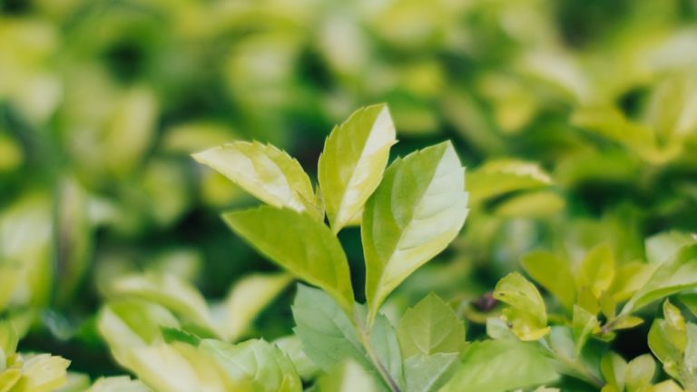 Green Tea Extract Vs Green Tea: Which Is Healthier For You?