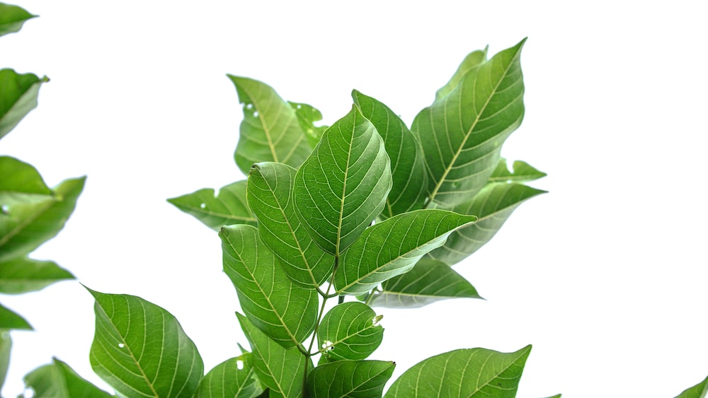 Green Tea Leaves: A Refreshing and Nutritious Delight