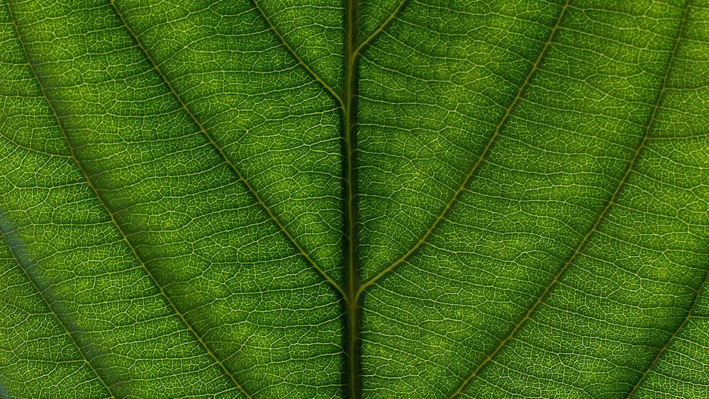Green Tea Nutrients: Macro Shot of a Green Leaf