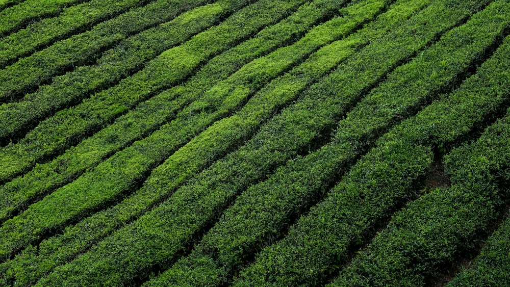 Green Tea Plantation in Malaysia