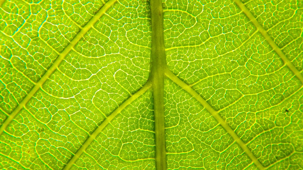 Green Tea Toner: Captivating Macro Shot of a Green Leaf
