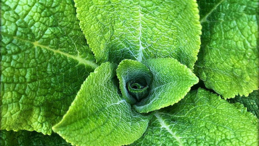 Herbs: A Close-Up of Green Plant Leaves