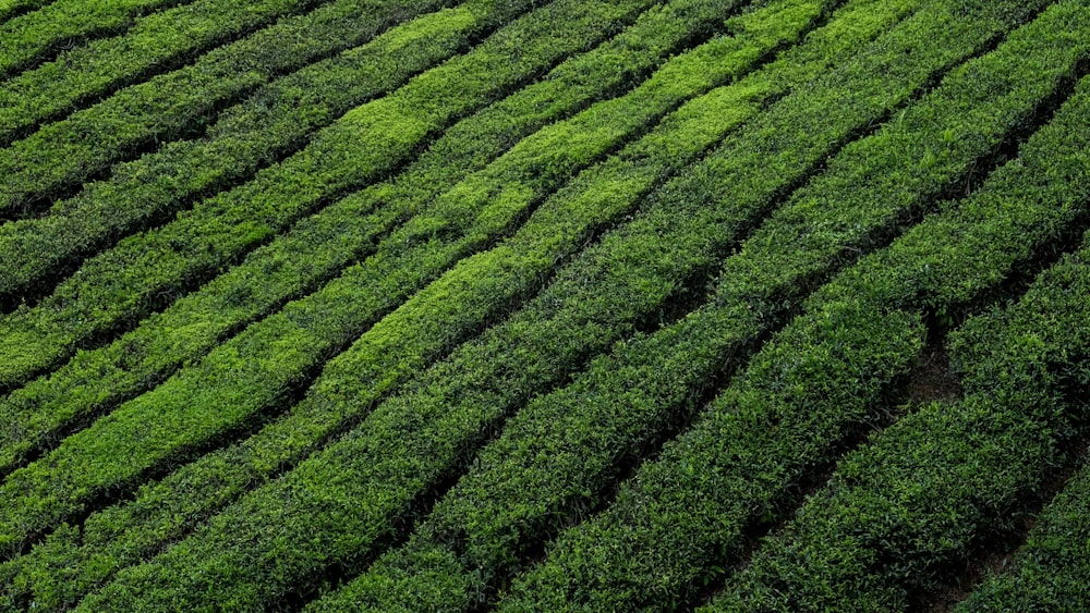 Impact of Black Tea on Pregnancy: Boh Tea Plantation in Malaysia