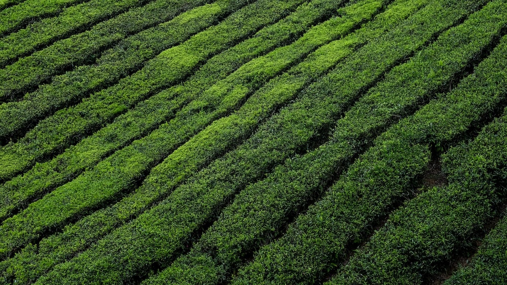 Invigorating tea fields in the Cameron Valley of Malaysia
