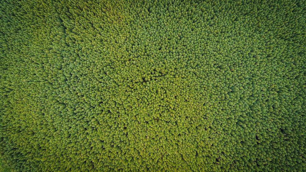 Lush Greenery: Aerial View of Trees