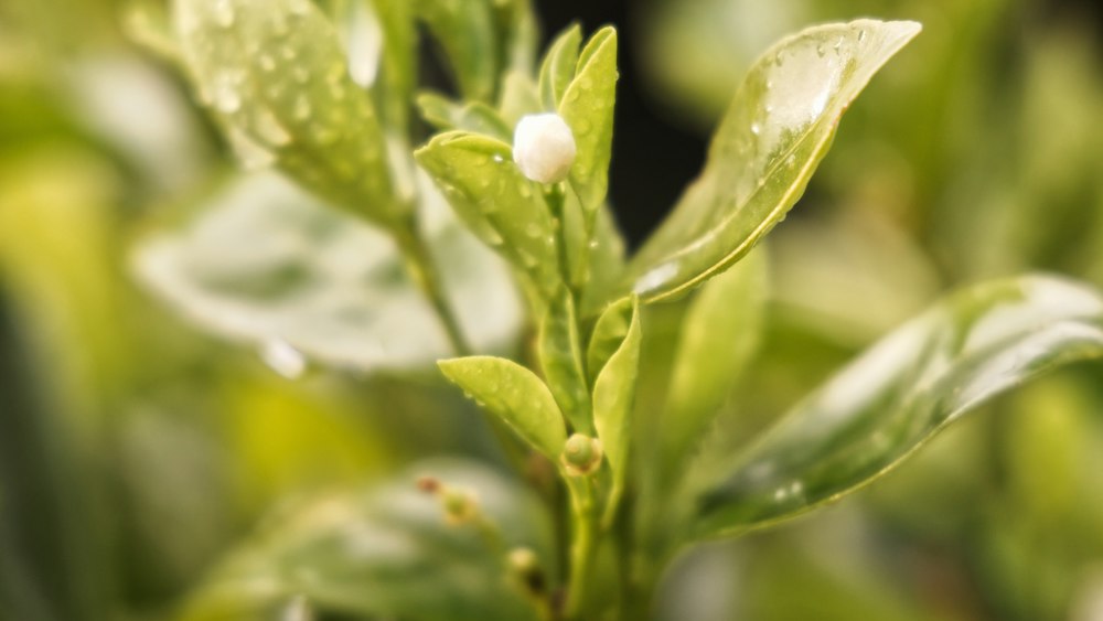 Lush Oolong Tea Plant with Dew Drops