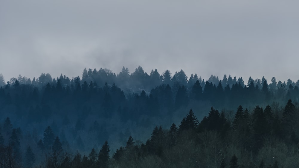Misty Gray Treelines: Unveiling the Cloudy Tea Mystery
