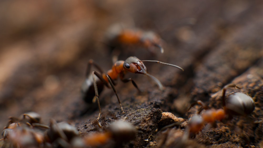Pests in the Peppermint Tea Garden: Fire Ant Colony