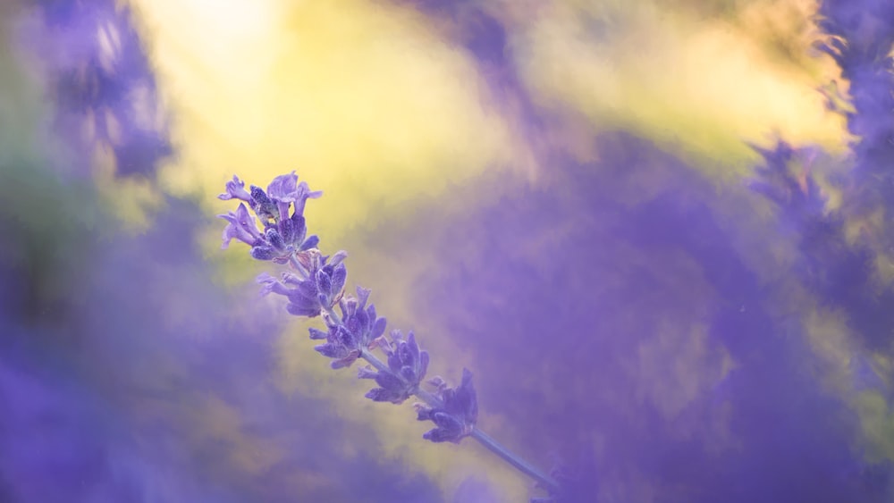 Purple Petals: Discover the Lavender Beauty