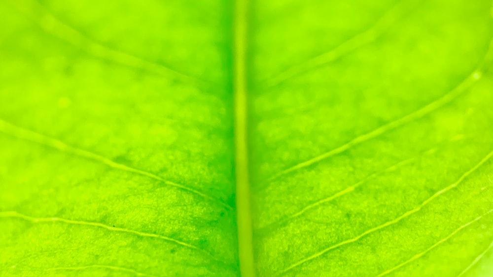 Refreshing Green Tea Leaves: Macro Photography of a Vibrant Leaf