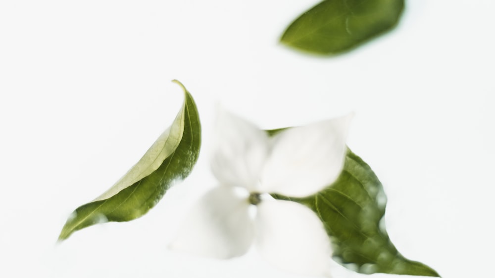 Refreshing Green Tea Leaves and Delicate White Flower
