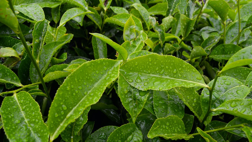 Refreshing Green Tea Leaves with Water Droplets