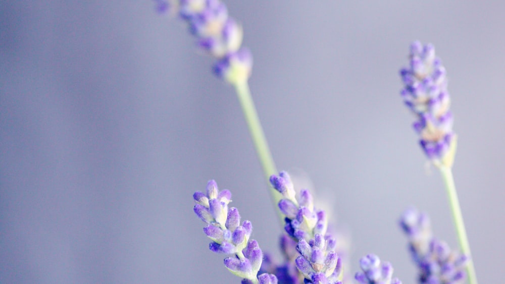 Soothing Lavender: A Close-Up of Nature's Calming Beauty