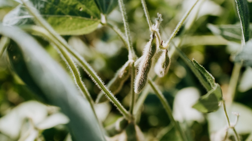 Soybean Pods on a Stalk: A Fuzzy Green Plant
