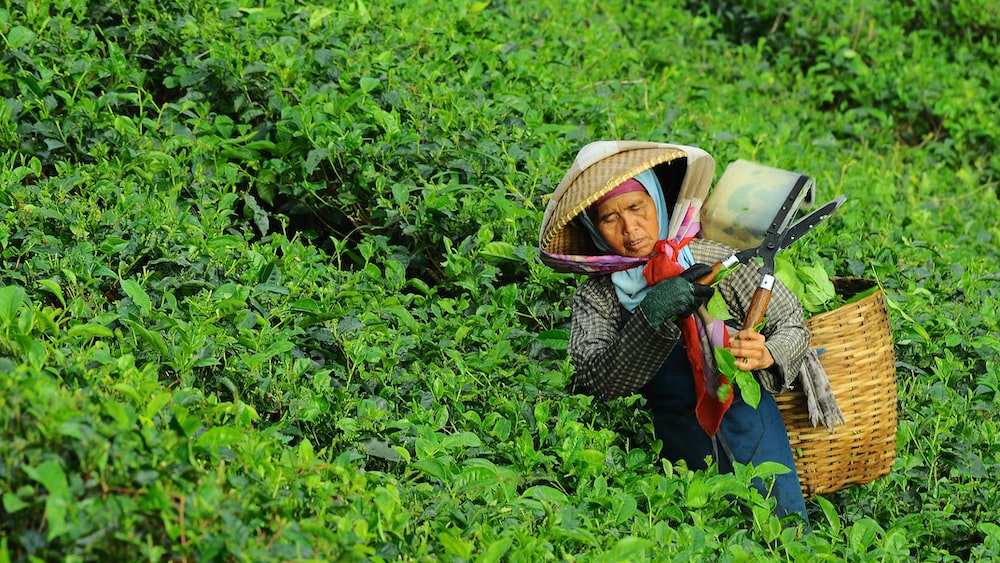 Tea Collector Harvesting Leaves