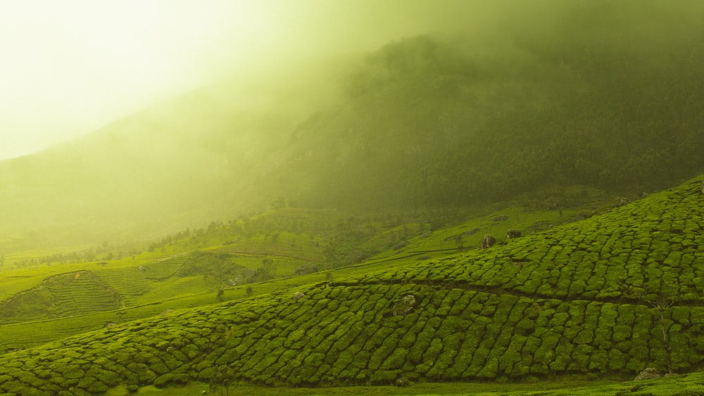 Tea Gardens of Munnar: A Captivating View of India's Green Tea Fields
