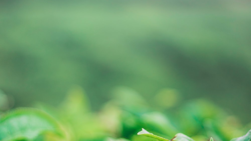 Tea Leaves in Tilt Shift Lens: A Refreshing Perspective on Rooibos Tea