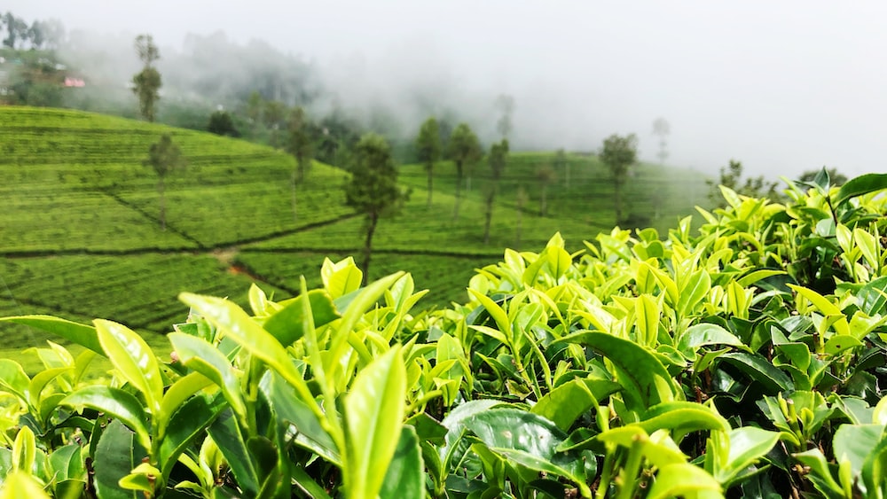 Tea Plantation in Haputale, Sri Lanka