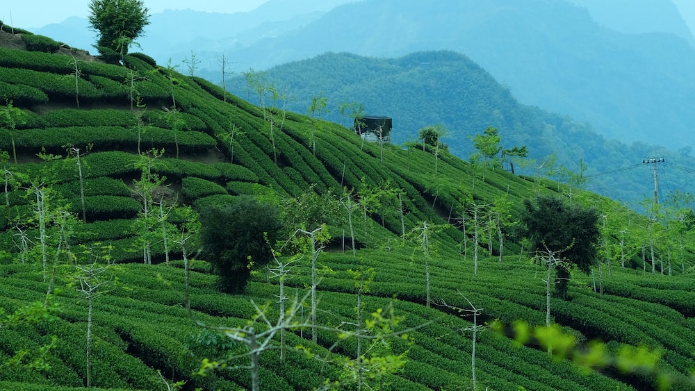 Tea Plantations: A Visual Delight