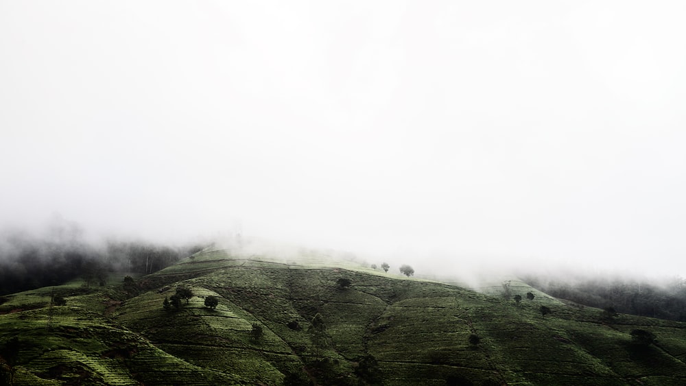 Tea Plantations Enshrouded in Mist