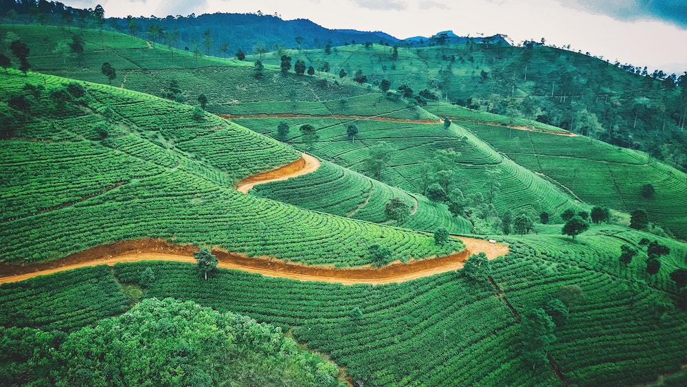 Tea plantation in Sri Lanka: Aerial View of Green Fields
