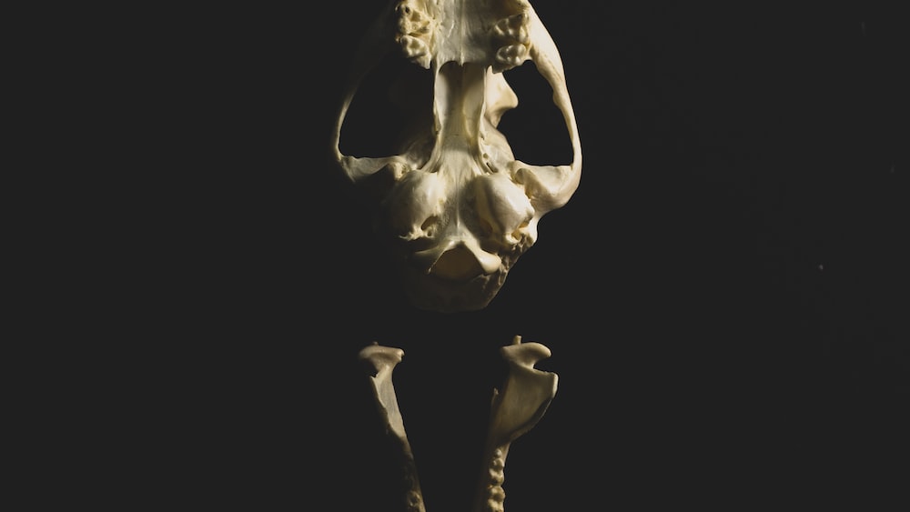 Teeth and Bones: Human Skull Illustration