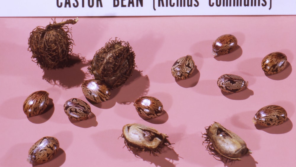 Toxic Castor Beans: Nature's Hazardous Gift