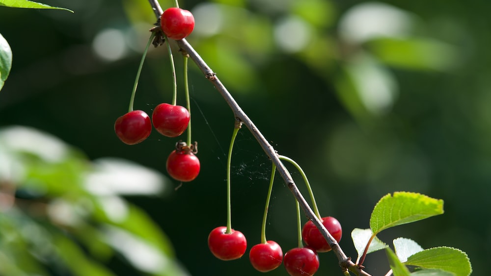 Vibrant Antioxidant Power: Red Cherries on a Tree